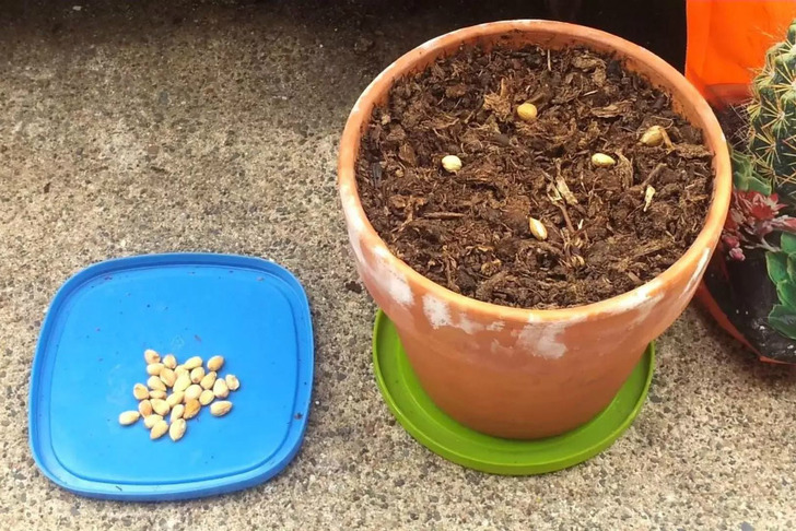 http://gardeningsteps.com/how-to-grow-cherry-trees-from-pits/ | gardeningsteps