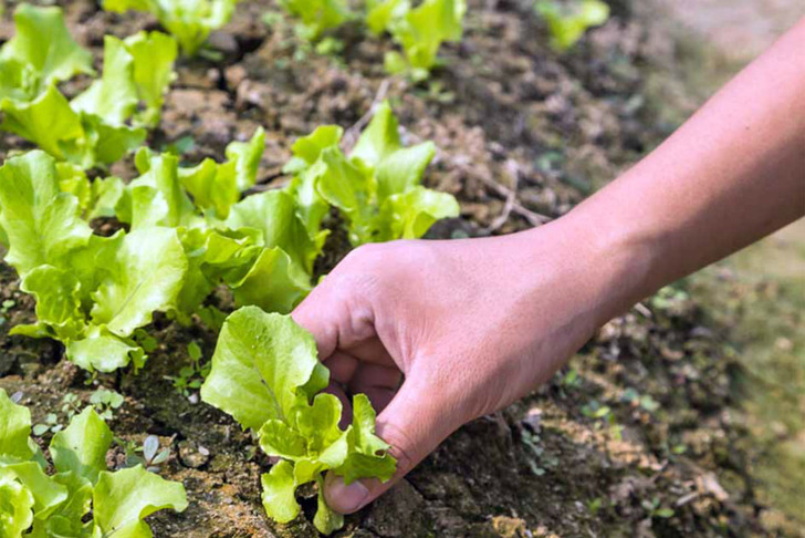 https://gardenerspath.com/plants/vegetables/successful-lettuce-patch/ | gardenerspath