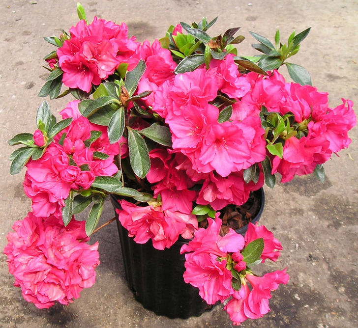 stringernursery