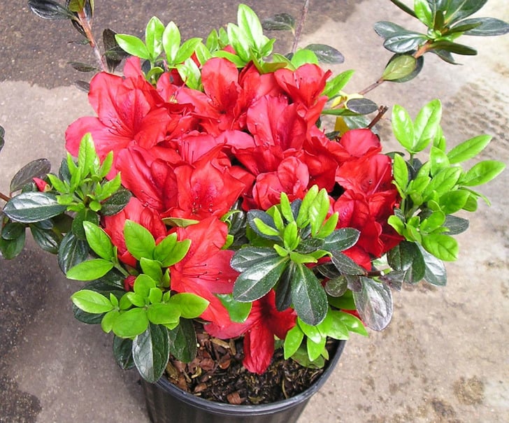 http://stringernursery.com/azaleas | stringernursery