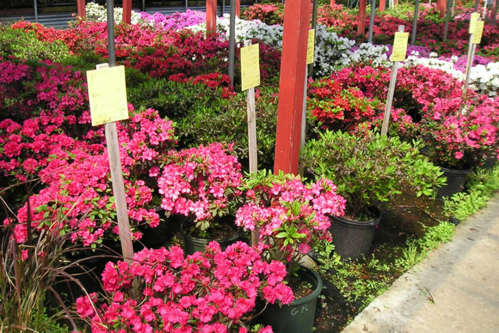 http://stringernursery.com/azaleas | stringernursery
