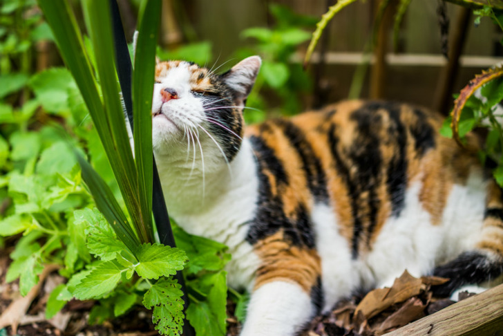 kedi-nanesi-nasil-yetistirilir-2