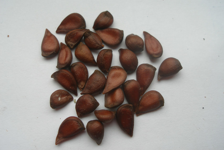 ayva-nasil-yetistirilir-2