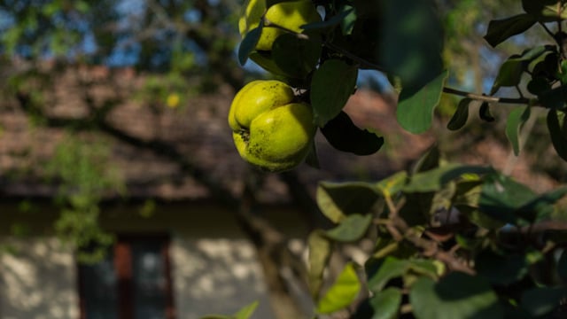 Mevsimi Geliyorken Öğrenmeli: Ayva Çekirdeği Nasıl Çimlendirilir, Ayva Nasıl Yetiştirilir?