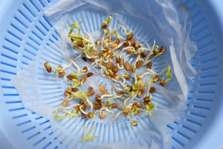 ispanak-nasil-yetistirilir-1