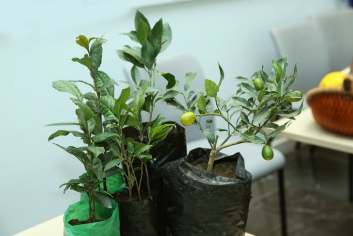 mandalina-nasil-yetistirilir-2