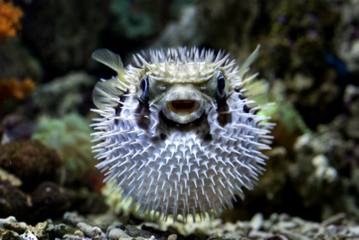 fugu-baligi-kasim-2020