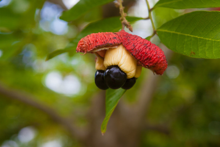 ackee-meyvesi-kasim-2020