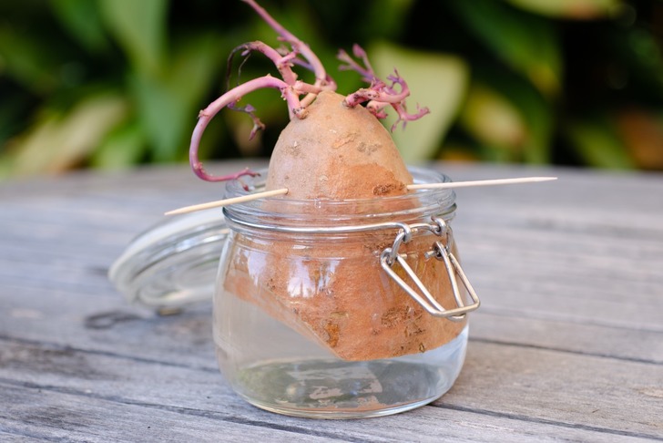 tatli-patates-nasil-yetistirilir-1