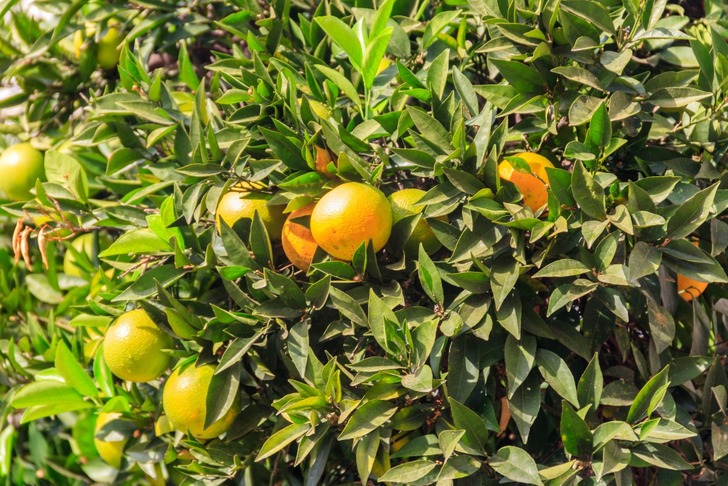 greyfurt-nasil-yetistirilir-2