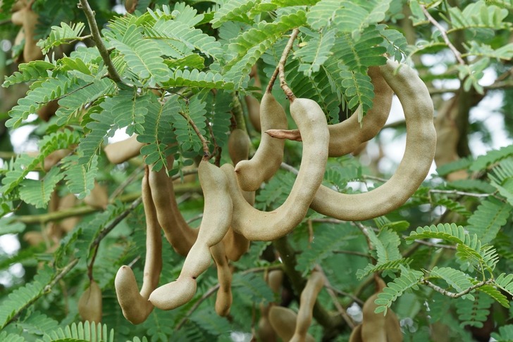 demirhindi-faydalari-1