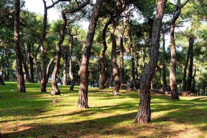 dilburnu-tabiat-parki-piknik-alanlari-shutter