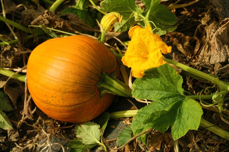 bal-kabagi-nasil-yetistirilir-1