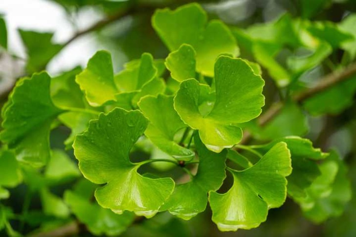 ginkgo biloba-nedir-shutter-1