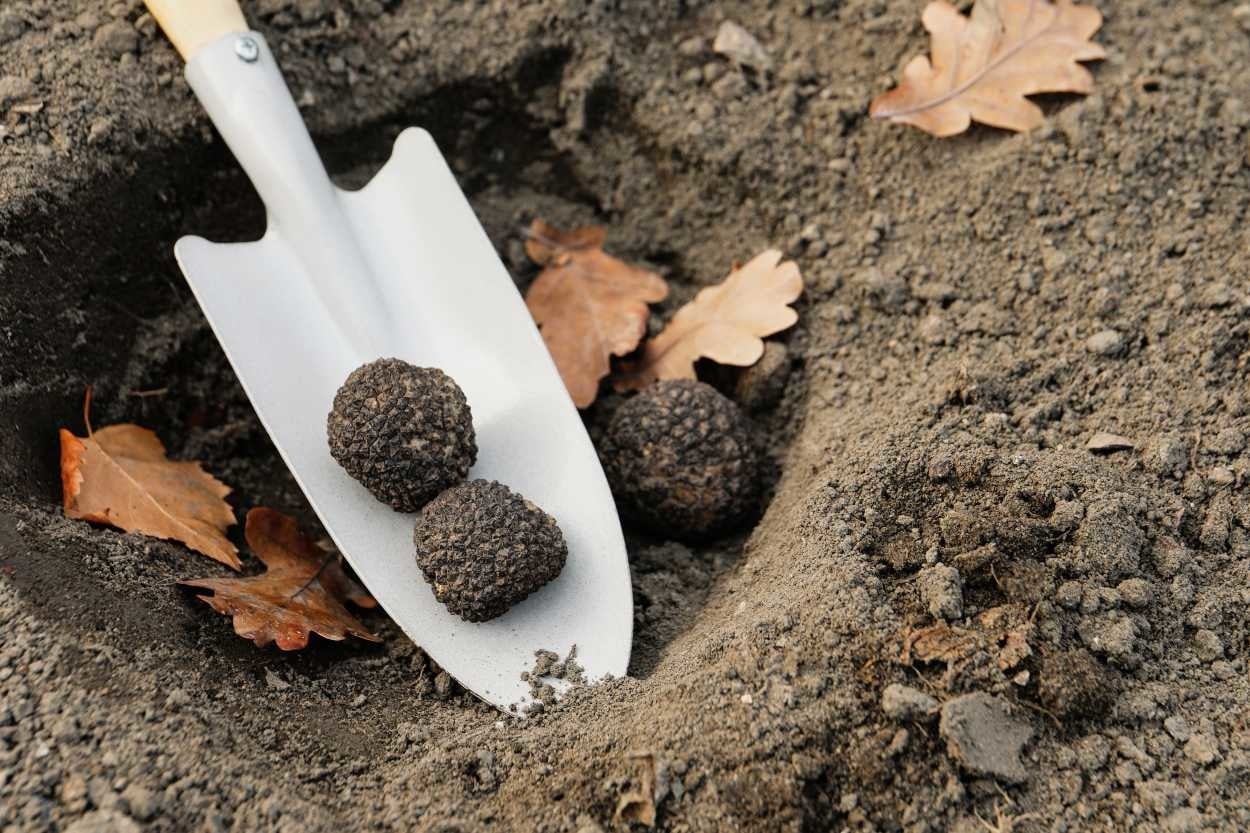 Dünyanın En Pahalı Mantarı O: Trüf Mantarı Nasıl Yetiştirilir ve Kullanılır?