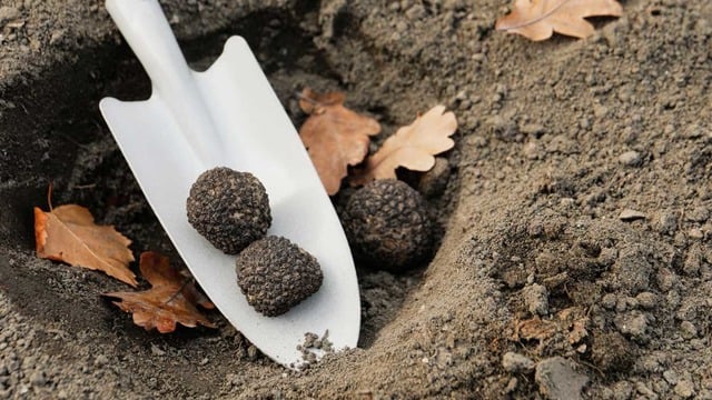 Dünyanın En Pahalı Mantarı O: Trüf Mantarı Nasıl Yetiştirilir ve Kullanılır?