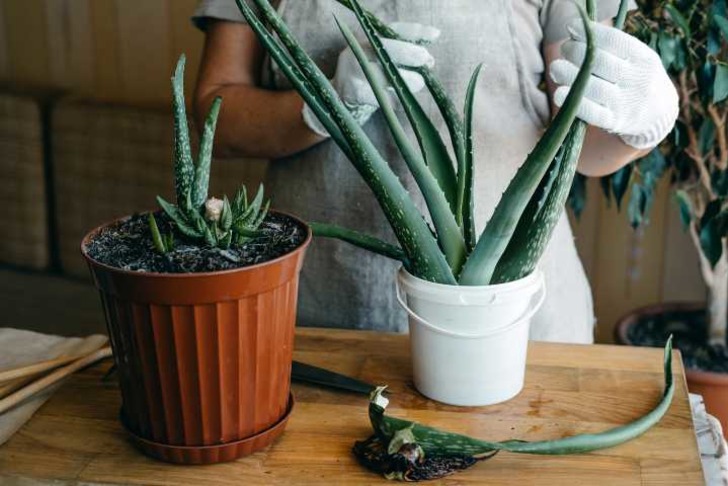 aloe-vera-nasil-yetistirilir-shutter-12