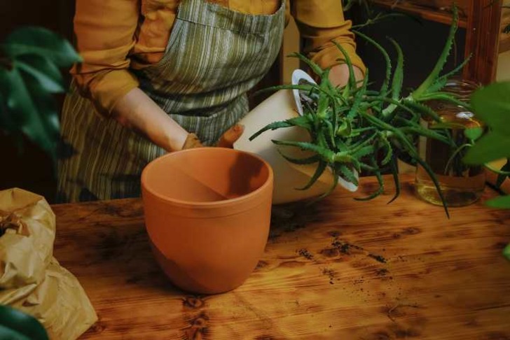 aloe-vera-nasil-yetistirilir-shutter-15