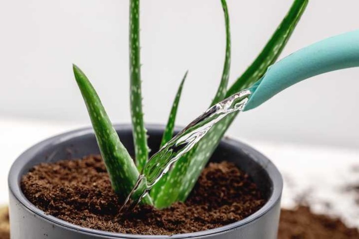 aloe-vera-nasil-yetistirilir-shutter-18
