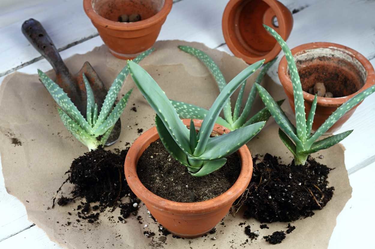 4 Pratik Adımla: Saksıda Aloe Vera Nasıl Kolayca Yetiştirilir?