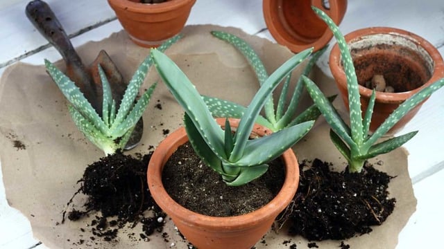 4 Pratik Adımla: Saksıda Aloe Vera Nasıl Kolayca Yetiştirilir?