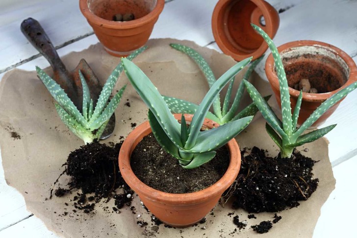 aloe-vera-nasil-yetistirilir-shutter-11