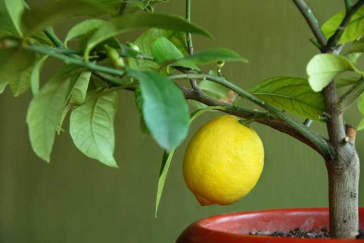 limon-nasil-yetistirilir-shutter-5