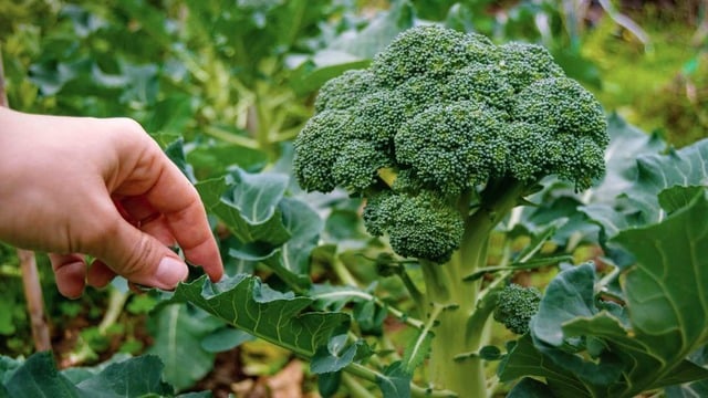 Brokoli Hangi Ayda Yenir Merak Edenlere: Brokoli Hangi Mevsimde Yetişir?