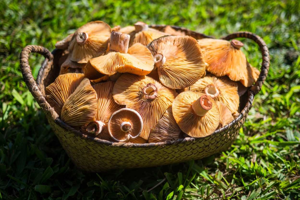 Kanlıca Mantarı: Faydaları Nelerdir, Nasıl Temizlenir ve Pişirilir?