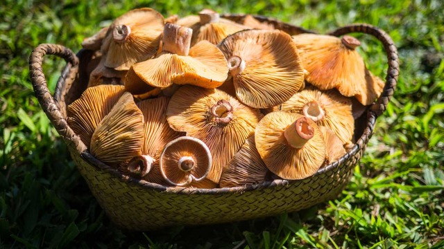 Kanlıca Mantarı: Faydaları Nelerdir, Nasıl Temizlenir ve Pişirilir?