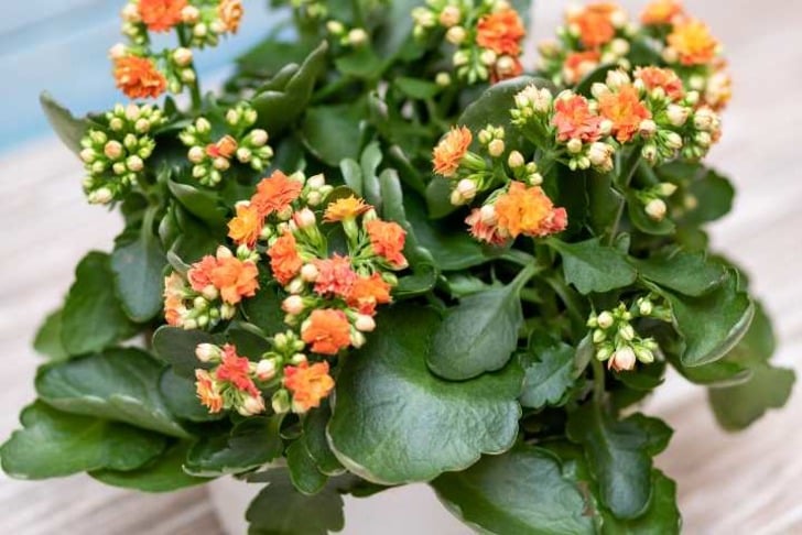 Kalanchoe (Kalanşo) çiçeği bakımı nasıl yapılır?