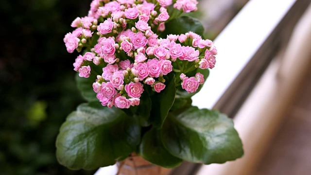 Kalanşo (Kalanchoe) Çiçeği Bakımı Nasıl Yapılır?