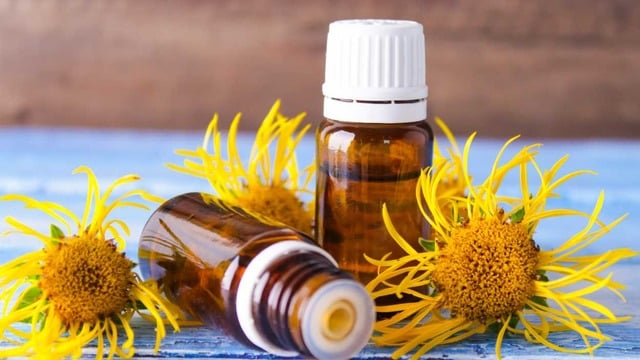 Yapışkan Andız Otu Nedir, Faydaları Nelerdir?