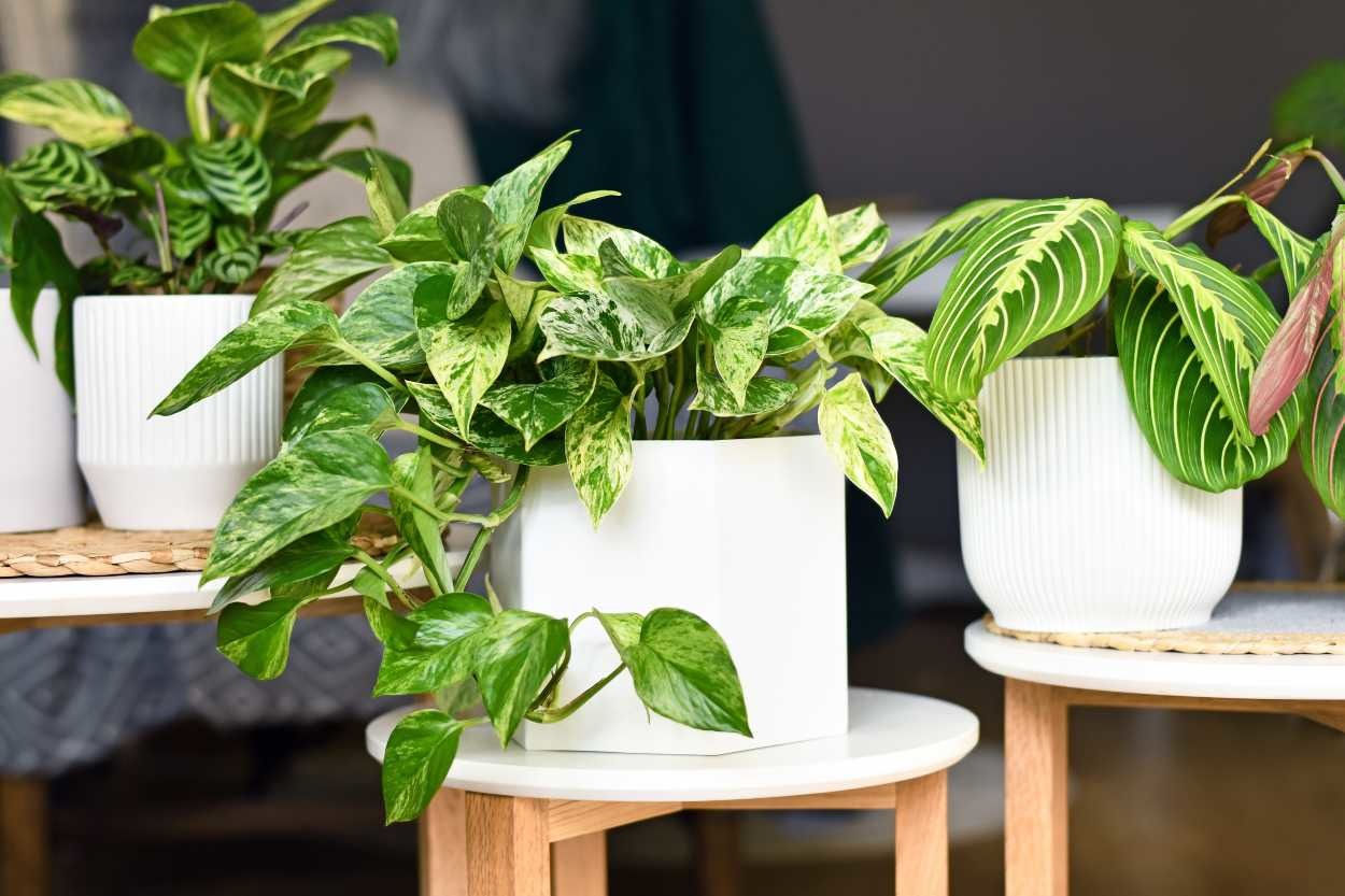 Salon Sarmaşığı (Pothos) Bakımı Nasıl Yapılır?