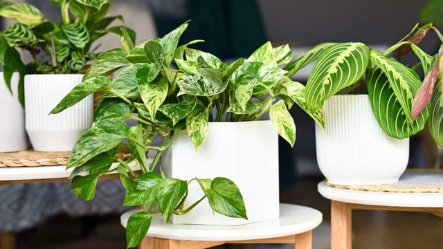 Salon Sarmaşığı (Pothos) Bakımı Nasıl Yapılır?