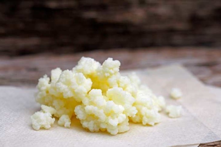 Kefir mayası nerede bulunur?