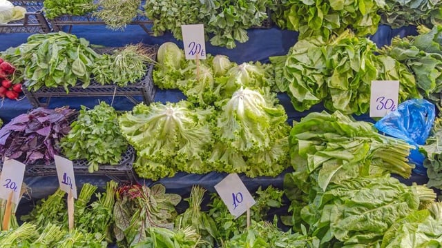 Marul Çeşitleri ve Kullanım Alanları