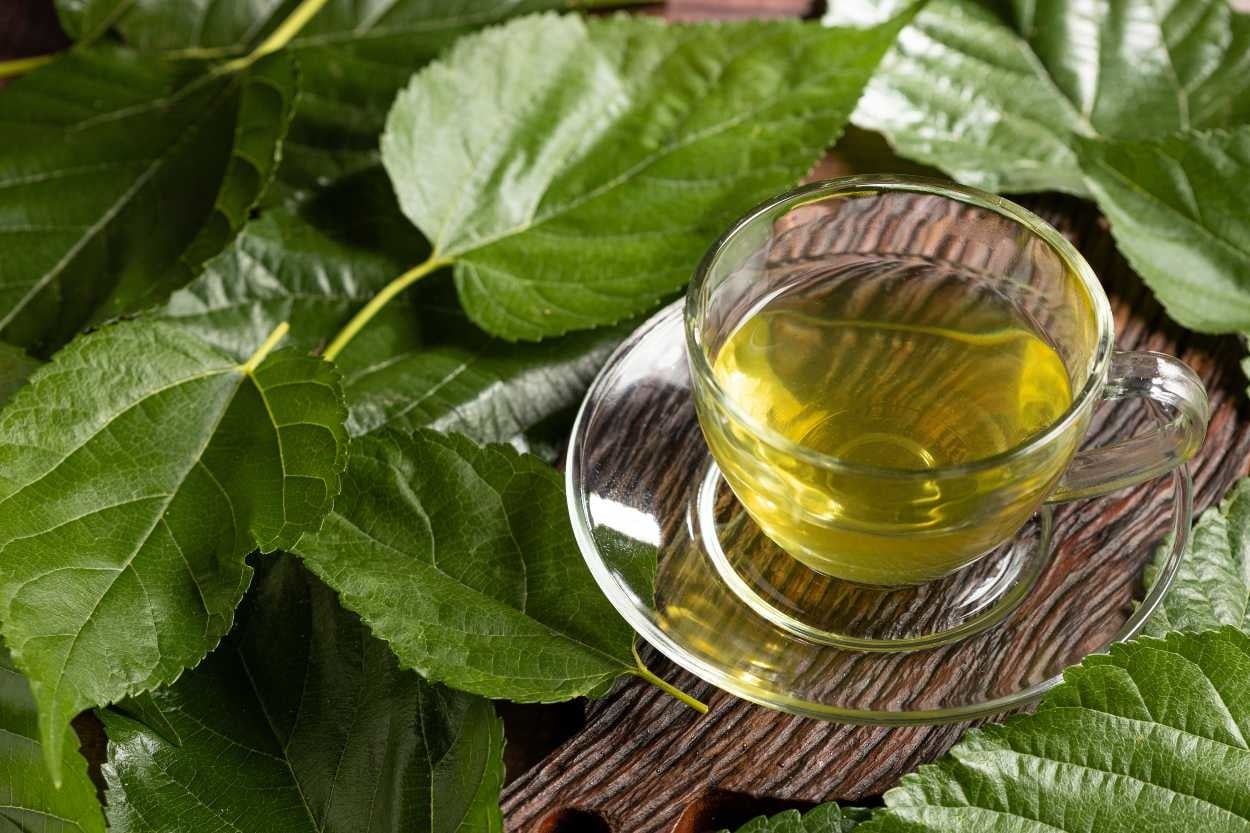 Dut Yaprağı Nedir? Faydaları ve Kullanımı Hakkında Bilmeniz Gerekenler