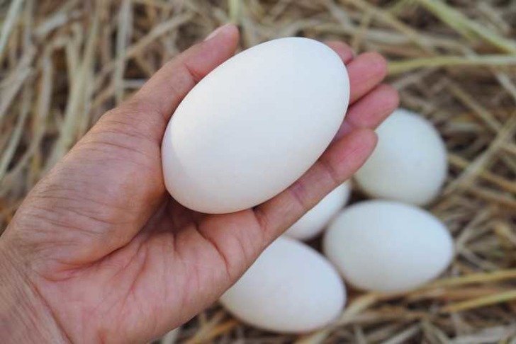 Ördek yumurtasının faydaları nelerdir?