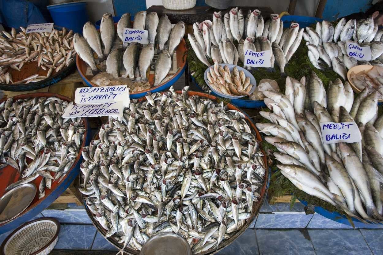 Türkiye’de Tüketilen Balık Çeşitleri ve Özellikleri
