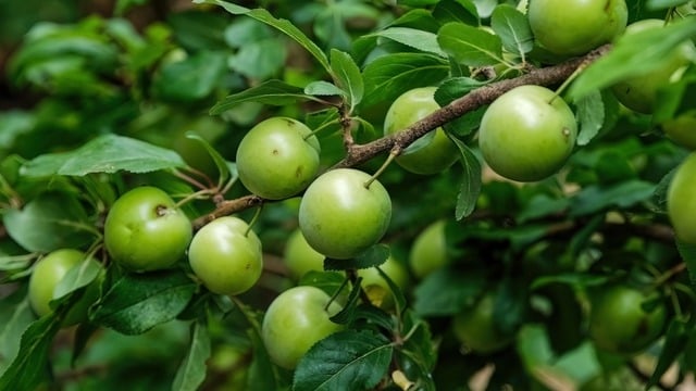 Erik Hangi Mevsimde Yetişir? Ne Zaman Çıkar?