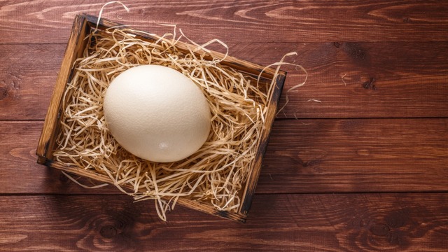 24 Tavuk Yumurtasına Eşdeğer: Deve Kuşu Yumurtası Yenir mi? Faydaları Nedir?
