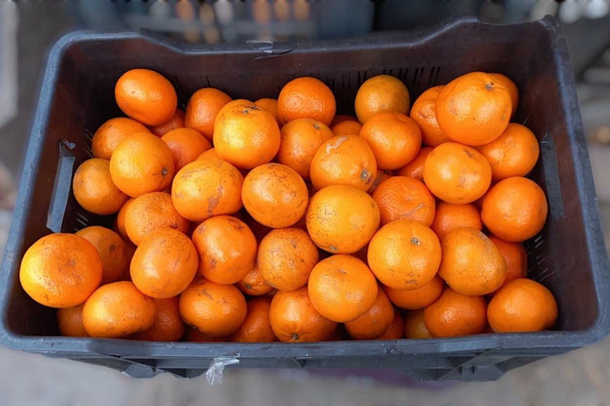 Türkiye’de Yetişen Mandalina Çeşitleri ve Özellikleri