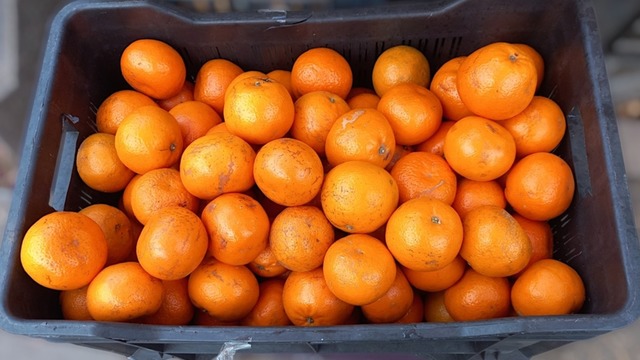 Türkiye’de Yetişen Mandalina Çeşitleri ve Özellikleri