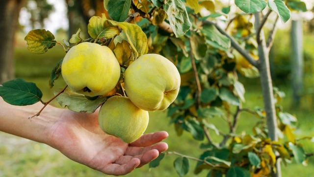 Ayva Hangi Mevsimde Yetişir? Ne Zaman Çıkar?