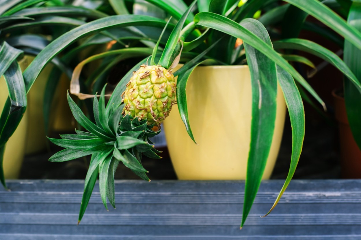 Ananas Nasıl Yetişir, Evde Nasıl Yetiştirilir?