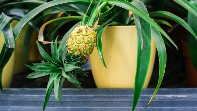 Ananas Nasıl Yetişir, Evde Nasıl Yetiştirilir?