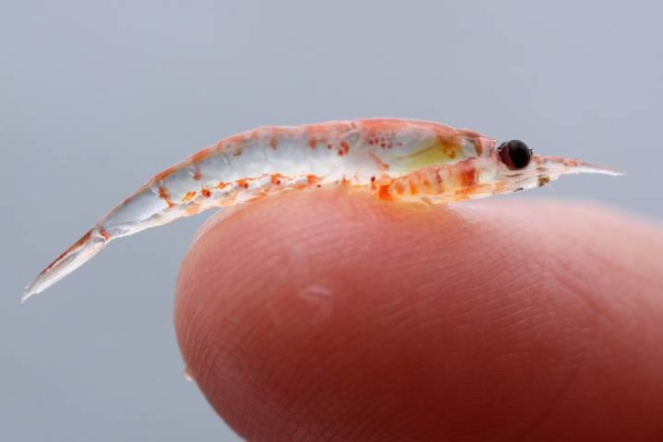 Krill Yağı