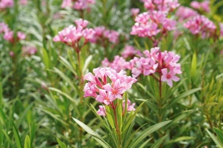 Oleander