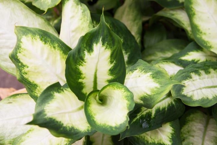 Dieffenbachia